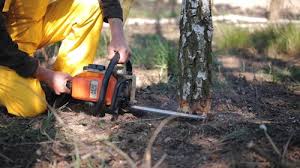 Professional Tree Removal and Landscaping Services in Silverton, OR